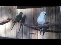 Red Rumped Parrots singing