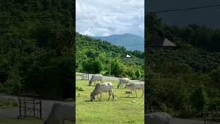 Cow eating green grass cow natural animal animals nature
