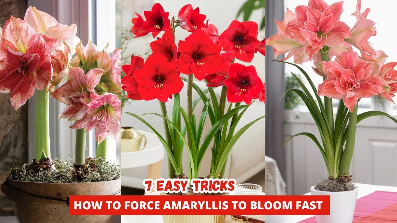 Forcing amaryllis bulbs for christmas