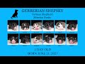 Newborn puppy announcement  12 gerberian shepsky puppies  german shepherd siberian husky