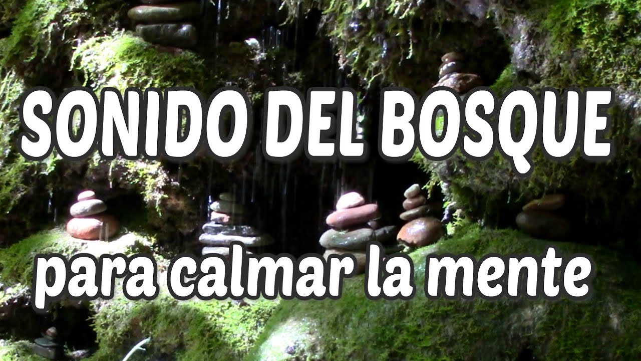 CALMAR LA MENTE CON SONIDOS DE LA NATURALEZA: RÍO, BOSQUE, PÁJAROS ...