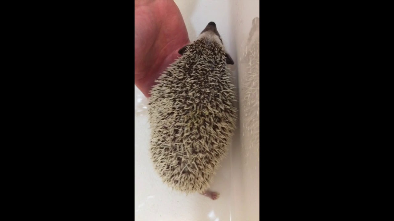 How To Give A Hedgehog A Bath YouTube