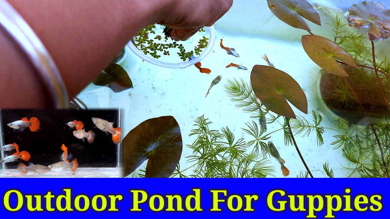 Outdoor Pond Setup For Guppies Thermocol Box Pond Setup YouTube