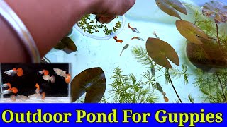 Outdoor Pond Setup For Guppies | Thermocol Box Pond Setup