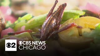Visitors enjoy bug-based dishes at event sponsored by Chicago's Field Museum