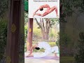Anjaneyasana ( Low lunge pose ) #yoga #yogapractice #yogainspiration #shorts