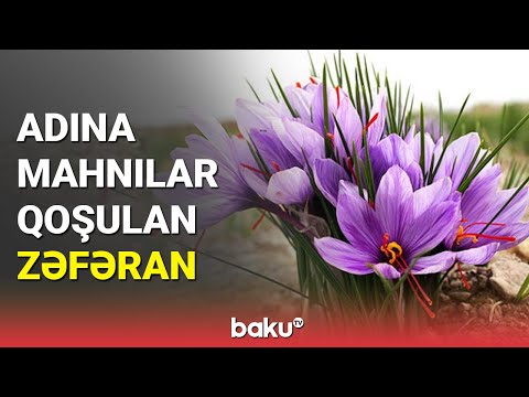 Adına mahnılar qoşulan zəfəran - BAKU TV