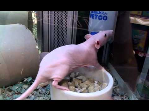 sphynx rat for sale