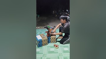 lên đường phục vụ ae đam mê🐓 #thứcgàrừng86 #gàrừngtaitrắng #gàrừngrặc