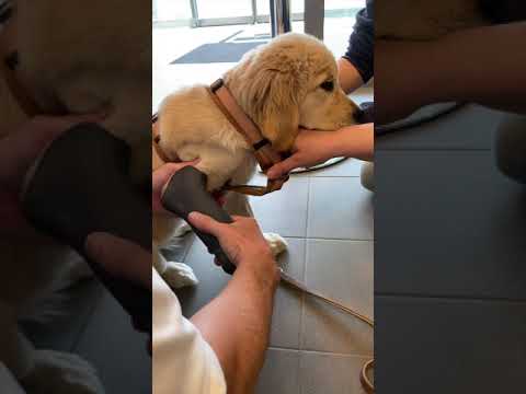 Golden Pup gets a Prosthetic Leg