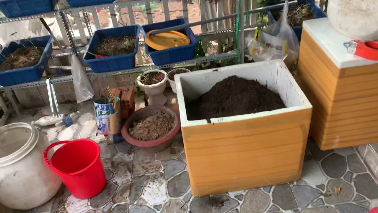 [Ủ PHÂN YẾN] Ủ khô phân yến để bón cây trồng