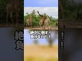 ぴえん過ぎる生き物紹介　キリン　ショートver