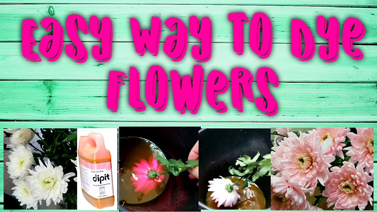 Easy Way To Dye Flowers Dipit Easy Floral Dye YouTube