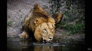Simple & Powerful: The King of the Jungle Takes a Drink. screenshot 5