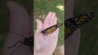 Release of monarch butterfly 1