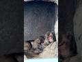🐵💤 ぐっすり眠るベビーパンチくん…可愛すぎる寝顔【市川市動植物園】