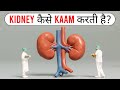       how kidney works