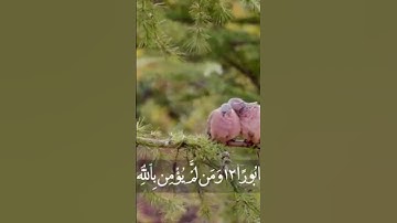 تلاوة محمد الزاهد سورة الفتح surah Al fath #راحة_نفسية #المصحف #palestine #quransurah