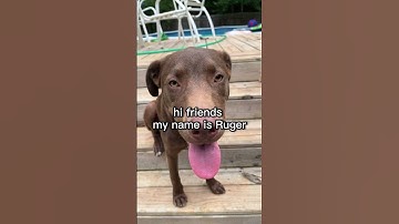 Rugers nick names 😱  #dog #puppy #pets #petmeme #tiktok #shorts #fyp #funny #meme