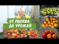 Помидоры в моей теплице от посева до урожая / Сроки посева, удобрения, полив, уход