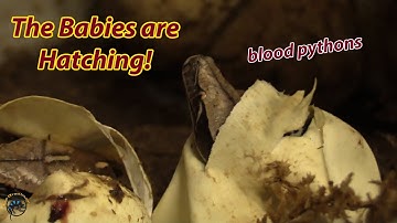 The Blood Python Eggs Are Hatching! 🐍🐣 - How We Make Hatching Much Easier for the Babies
