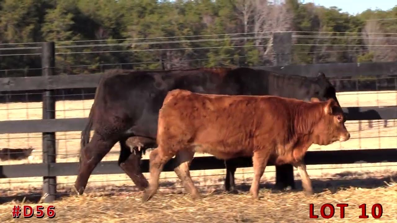 LOT 10 _ "The Select Cut" Online Sale at ANGUSLIVE