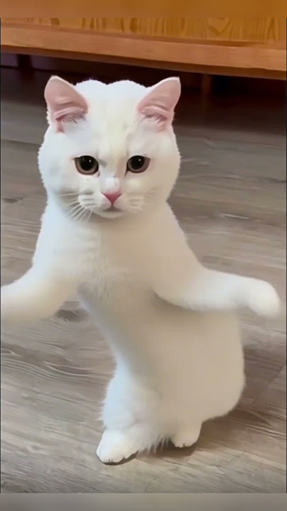 white cat dancing to ke mu san dance / yi xiao jiang hu