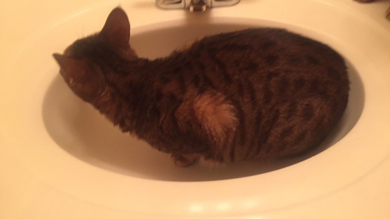 Savannah Cat Meow YouTube