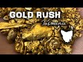 Is there a GOLD RUSH taking place in Tasmania??