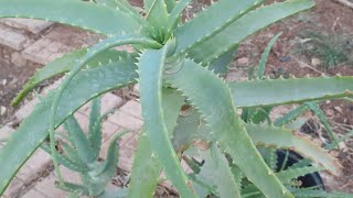 شاهد الطريقةالصحيحة لتمييز الالوفيرا الحقيقية , aloevera