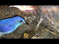 Mountain Bluebird Feeding