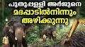 Video for Puthuppally Elephants Official