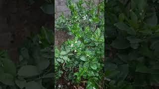 lemu flower mera chhat garden