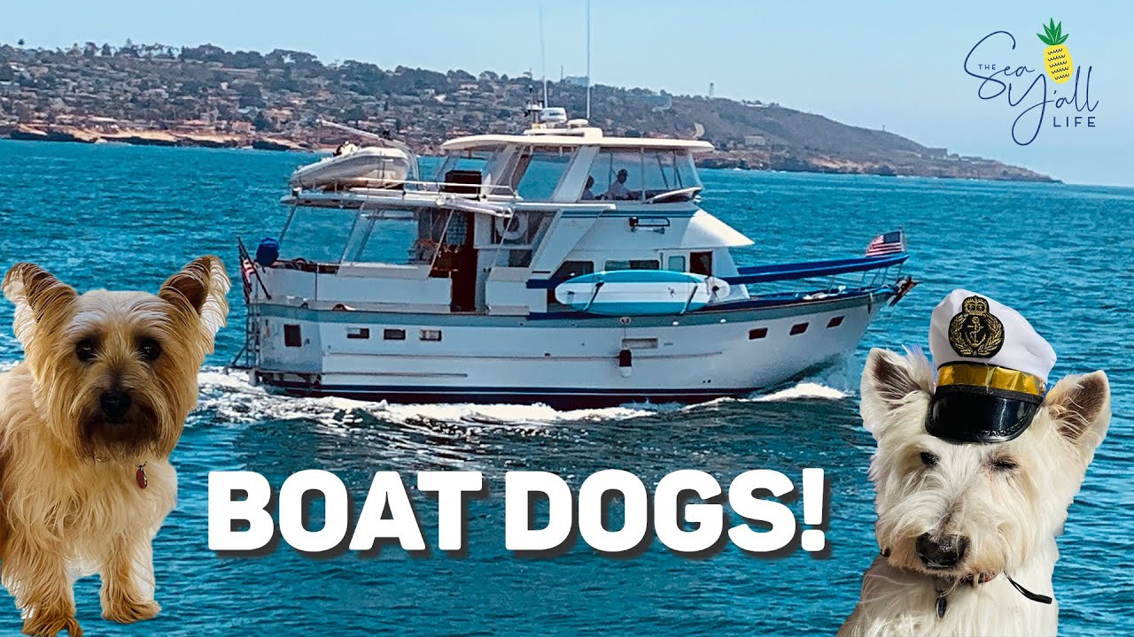 yacht for dogs singapore