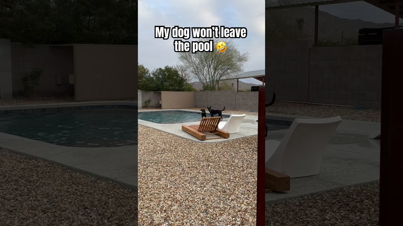 Who else has a dog that is obsessed with the water?