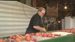 Just Peachy Efurd Orchards