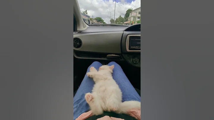 Watch the video about Baby sleeping ❤️#cute #kitten #persian #goviral #white #baby