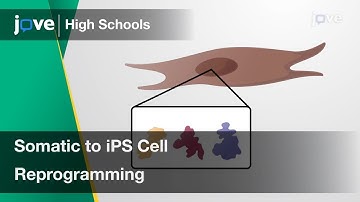 Somatic to iPS Cell Reprogramming | Cell Bio | Video Textbooks - Preview