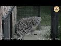 Барс Красава приняла угощение. Тайган The snow leopard Krasava took the treat.