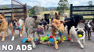 12 Hours Dog TV 🐾 Relaxing Dog Music | Soft Piano For Dogs To Unwind After A Busy Day screenshot 5