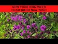 Ironweed--Everything you need to know and why you NEED this in your native garden!