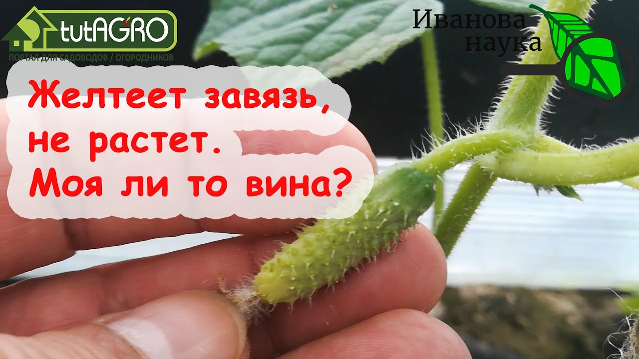 Завязи есть, но не растут, желтеют. Что делать, чтобы завязи активно нарастали? Подкормка огурцов.