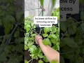 How to Properly Care for Tomato Plants