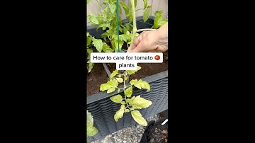 How to Properly Care for Tomato Plants