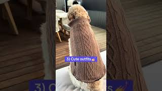 Match Highlights 4 Petstock items your pet NEEDS for winter | Gifted | #shorts #yahooaustralia