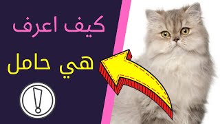 كيف اعرف ان قطتي حامل/مراحل حمل القطط بالاسبوع/جزيرة القطط الصغيرة