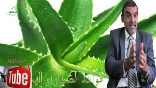 فوائد الصبار للشعر وللوجه وللجسم وللجنس Dr mohamed al fayed  محمد الفايد  fayed