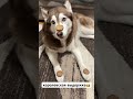 Профи💪 #husky #siberianhusky #собака #хаски #воспитаниесобак #ласка_холодок #собачьяжизнь