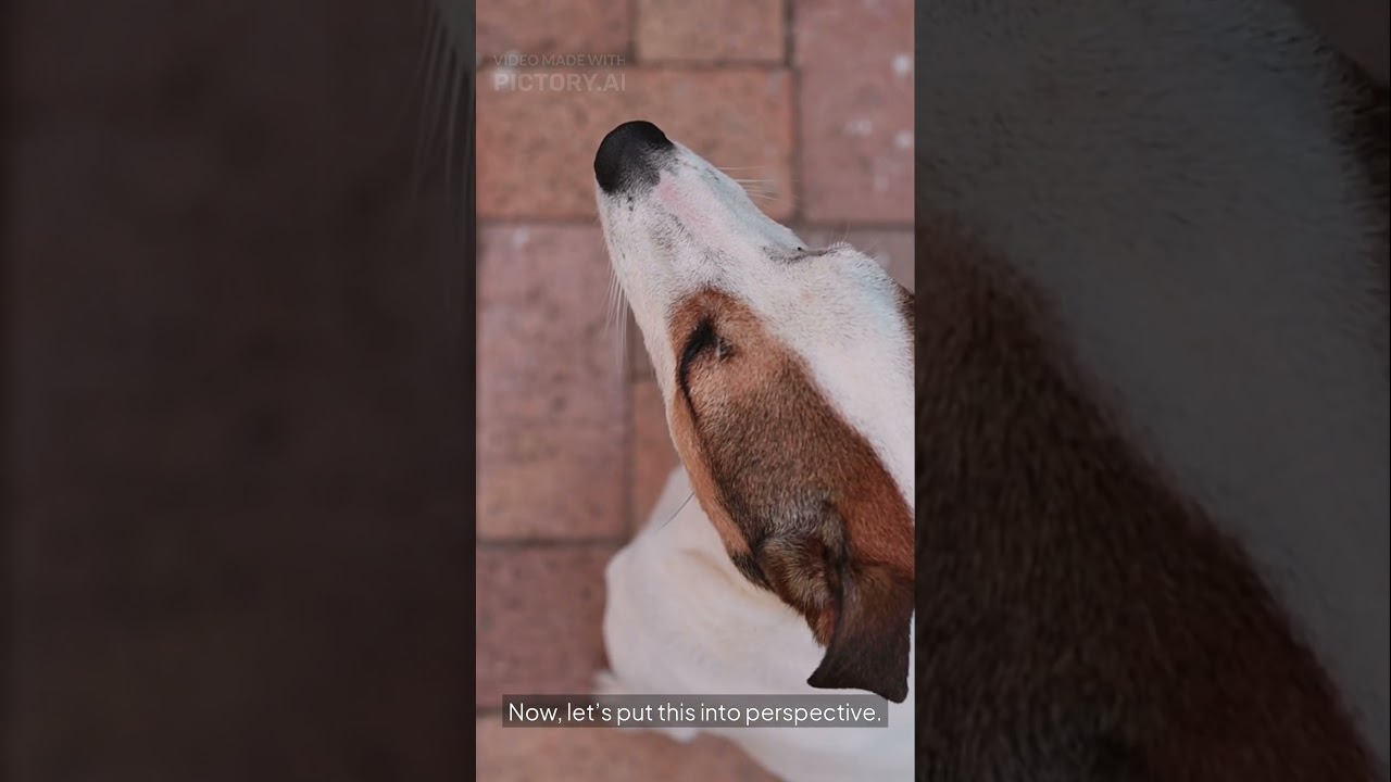 Cat Love A Guide to Understanding Feline Affection