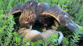 A week of TRAINING followed by a weekend HUNTING with Golden Eagles [SAKO, FERN & OTTO] by Bull-X TV 2,391 views 6 months ago 8 minutes, 22 seconds